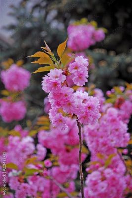  A Última Flor de Cerejeira Desabrochando: Um Retrato Incandescente da Natureza Fugidia em um Tempo Perdido!